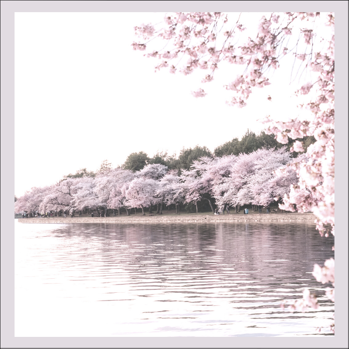 "Korea's Pink Symphony: Discovering the Enchanting Cherry Blossoms"