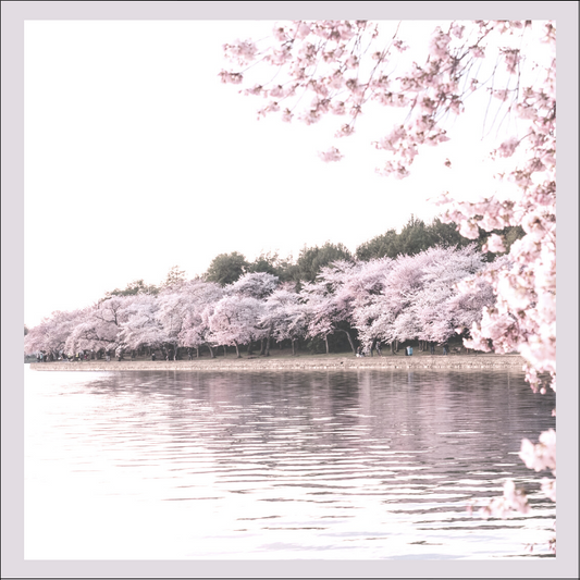 "Korea's Pink Symphony: Discovering the Enchanting Cherry Blossoms"